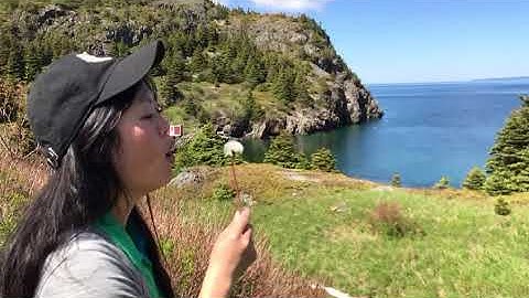 Bacon Cove, Newfoundland