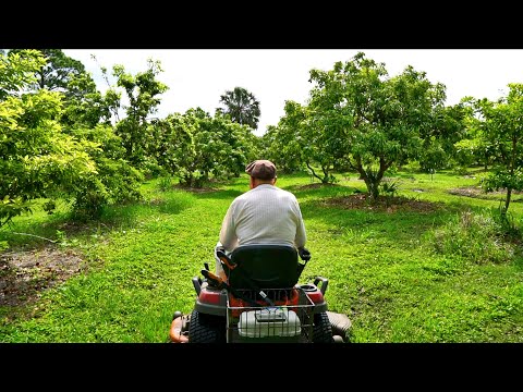 Vidéo: False Jaboticaba Information : Apprenez à cultiver et à cueillir des fruits de raisin bleu