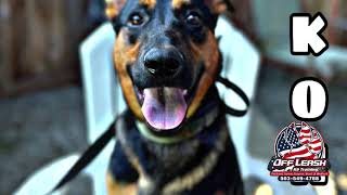 Kona | 9 mo German Shepherd/Rottweiler mix | Best Trained Dogs of OR | Portland OffLeash K9 Training