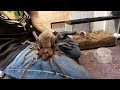 DANGER!! HANDLING THE LARGEST SPIDER IN THE WORLD!!! | BRIAN BARCZYK