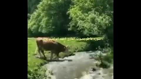 اول سوره فاطر بصوت القارئ احمد ابراهيم عطيه