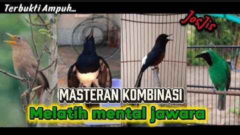 Masteran Kombinasi Burung Gacor Full Isian Mewah WAMBI KACER MURAI CUCAK IJO