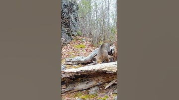 Mink vs Bobcat, who won? #shorts