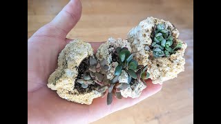 How to grow miniature succulents