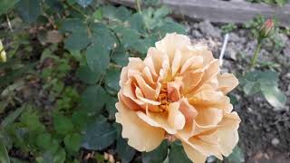 Обзор первого цветения роз от питомника РОЗЫ ВДОХНОВЕНИЯ