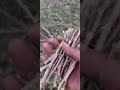 نبتة البشام 
