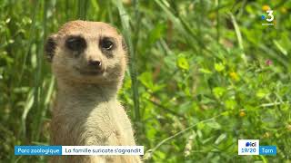 La famille suricate du Tarn s'agrandit