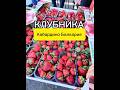 😳 КЛУБНИКА КАБАРДИНО-БАЛКАРИЯ на Фуд Сити