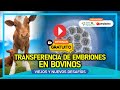 Clase gratuita transferencia de embriones en bovinos