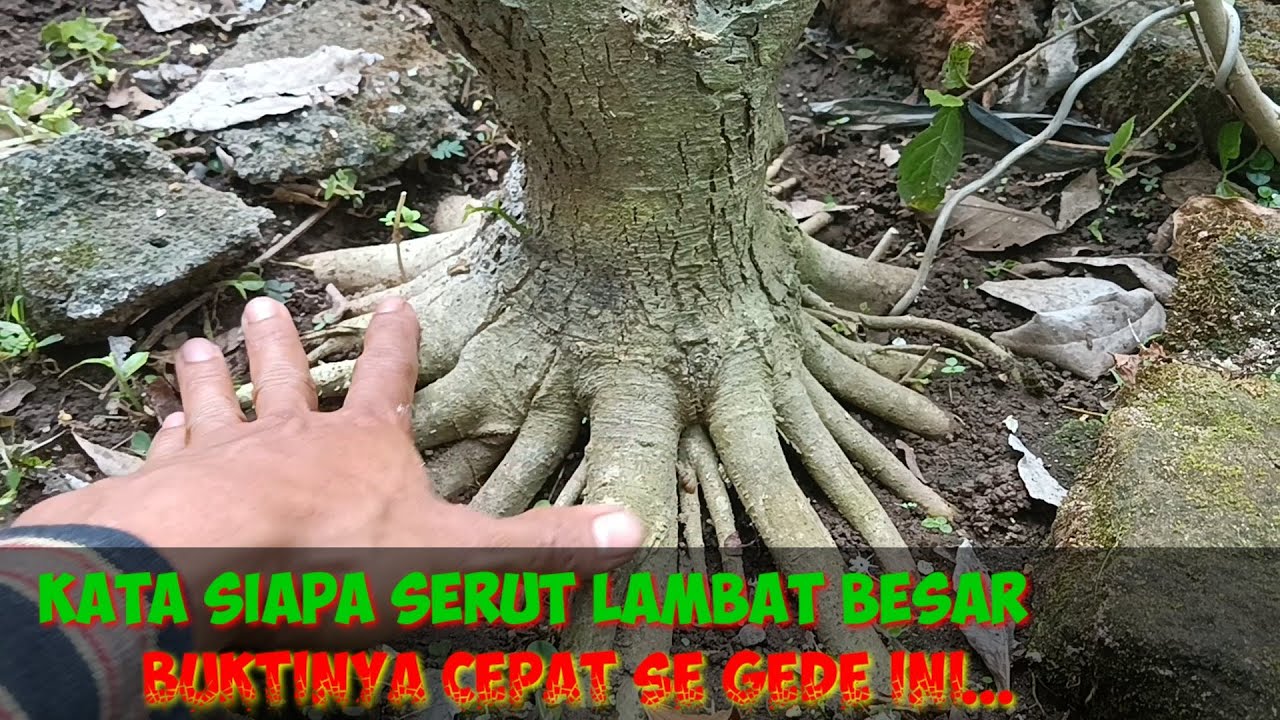 program akar serut, belajar langsung sama #bowongso