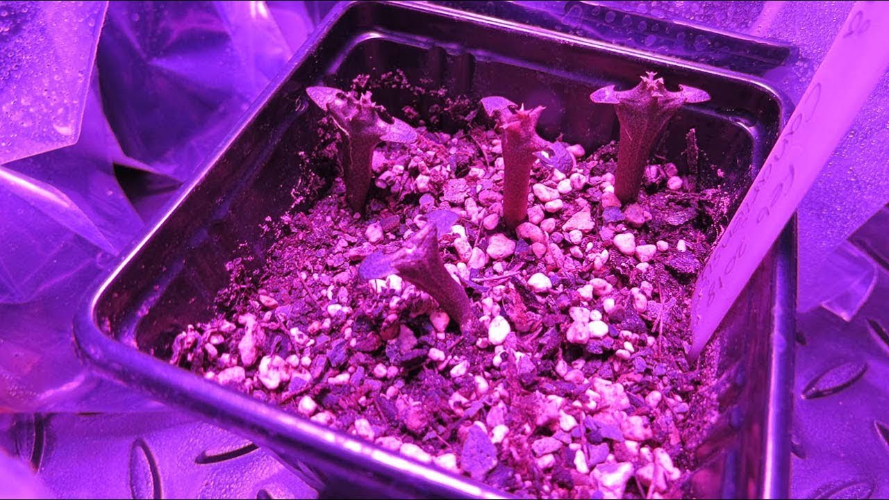 My Cactus & Succulent Seedlings update 