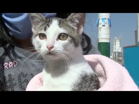 Vacunar a tus mascotas en “Uichu” promueve sana convivencia en el hogar: beneficiaria
