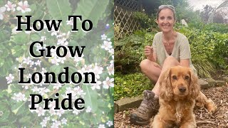 How To Grow London Pride (Saxifraga × Urbium)