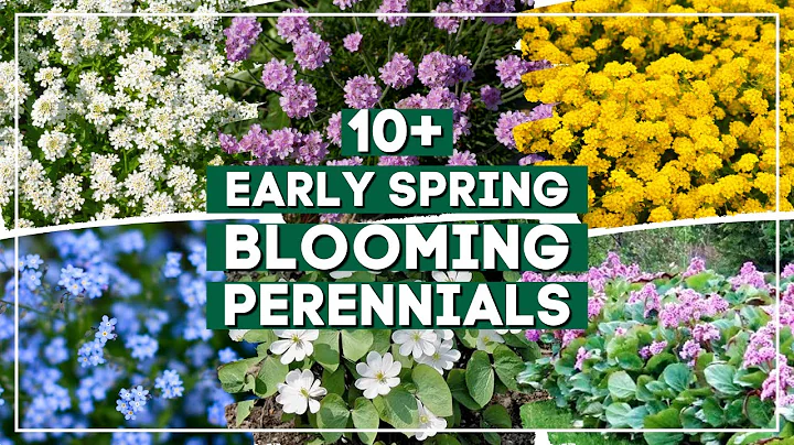 10+ Early Spring Perennial Flowers to Brighten Your Landscape Right After Winter 🌼 🌸 ✨ - DayDayNews