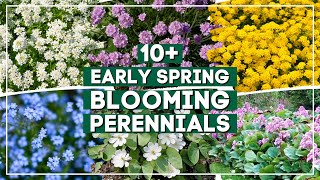 10+ Early Spring Perennial Flowers to Brighten Your Landscape Right After Winter 🌼 🌸 ✨