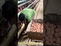 効率抜群！養鶏場での新鮮な生卵の回収およびパレット積載工程 #worker #process #egg #farming #poultry