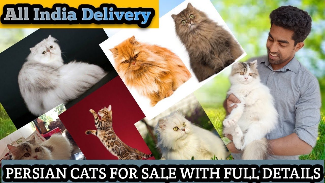 Persian Cat for Sale | All India Delivery available | Bengal Cats | Supplements,Food & Caring tips