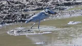 Heron Catches Dove & Drowns It