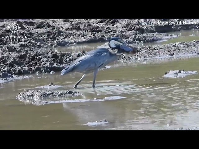 Heron Catches Dove & Drowns It class=