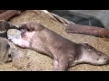 ant-eater sucks tapir