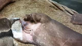 ant-eater sucks tapir