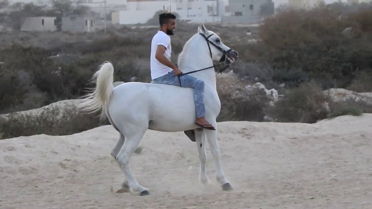 Arabian Horse Bahrain YouTube