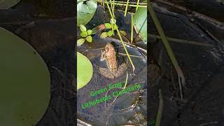 Green Frog Michigan - Lithobates Clamitans