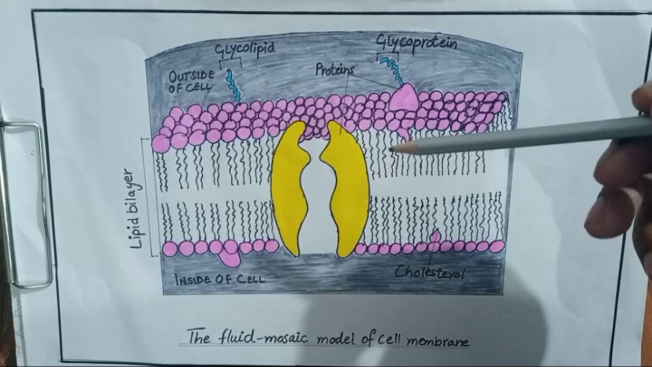 Cell membrane and it's components - YouTube