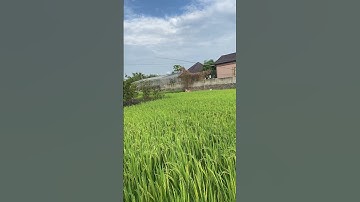 Cách câu cá rô ở ruộng lúa