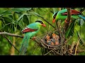 Green Magpie Parents Raising Their Chicks