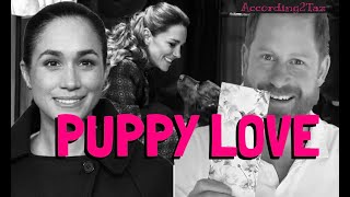 Download Lagu PUPPY LOVE - When He's A Good Boy He Gets Some Chocolate MP3