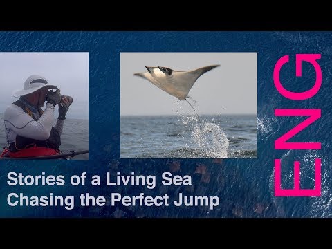 Chasing the Perfect Jump - Stories of a Living Sea, ep 1