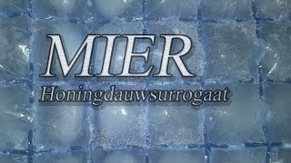 Mier - Honingdauwsurrogaat