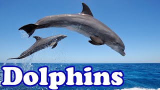 Dolphins - Smartest Animals in the Sea | Animal of the Day | Educational Animal Videos for Kids
