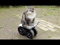 ビール箱は段差で脱ぐシステムなねこ。-Maru has a system to take off the beer box at the step.-