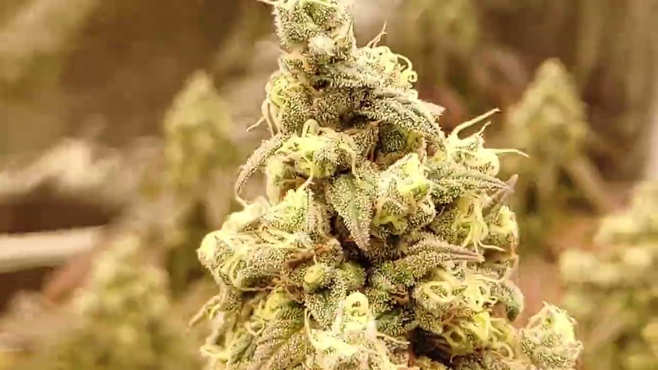 ILGM Gelato Start To Finish A Grow CO Done Awhile Ago