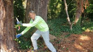 How to kill big English Ivy roots naturally, and protect trees longer.
