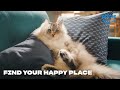 Don’t Let Streaming Make You a Grumpy Gato | Prime Video