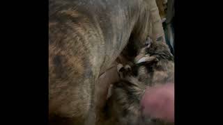 Koko cat loves Yoni dog