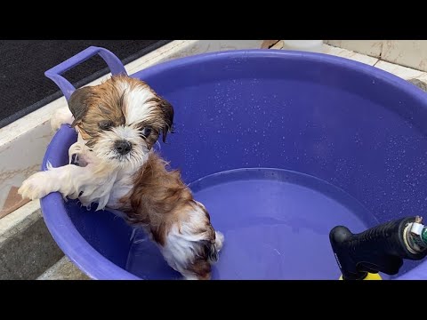 Video: Cómo curar la caspa de los cachorros