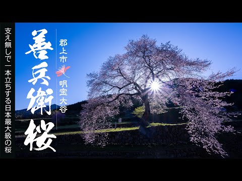 善兵衛桜〈郡上市明宝大谷〉支えなしで立つ日本最大級の一本桜【4K】