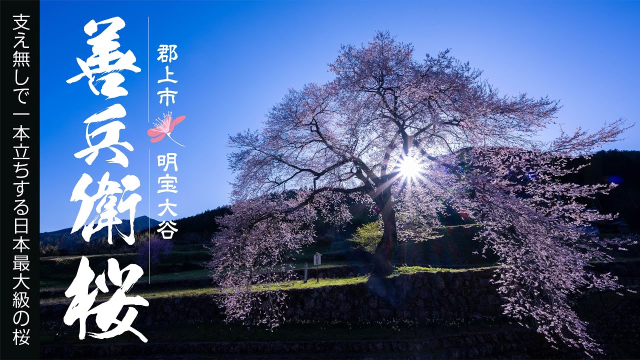 善兵衛桜〈郡上市明宝大谷〉支えなしで立つ日本最大級の一本桜【4K