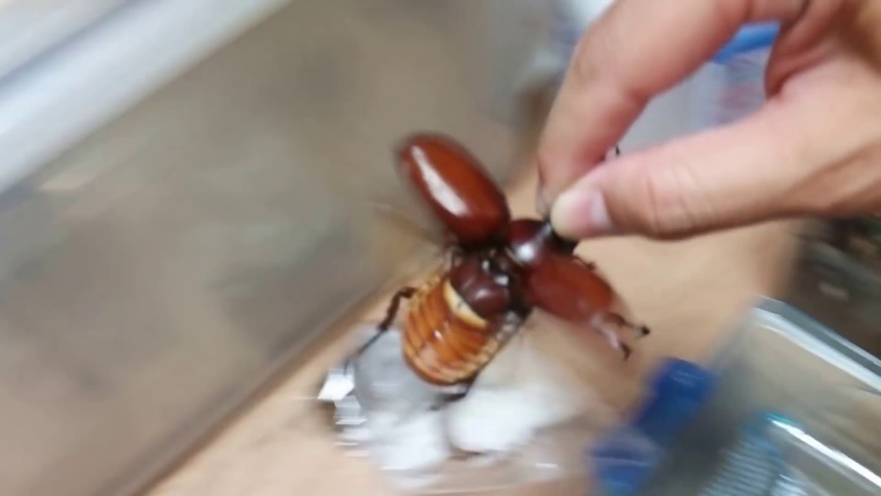 カブトムシすげー飛んでます 手持ち飛行 Youtube