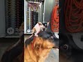 #goldenretriever #sfinks #prankvideos #electric #shorts
