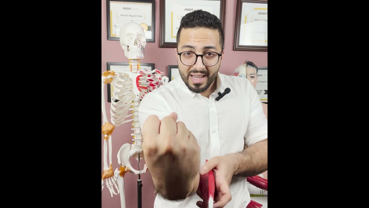 عضلات الساعد تحت التشريح عضلات الرست اسمائها و اماكنها و تمارينها