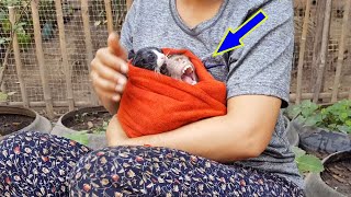 Obedient Monkey Koko Take Bathing With Little Cat | Koko Yawning While Mom Cover Him