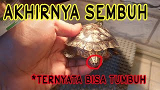 Update kura kura brazil ekor putus (tailtip)