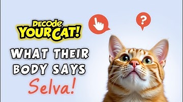 🐱 How to Understand Your Cat’s Body Language | Decode Your Furry Friend’s Signals! 🐾