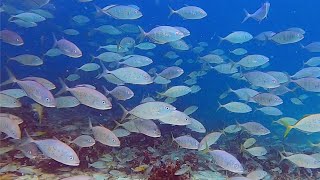 Diving in Abu Dhabi