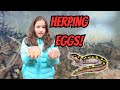Herping kids find salamander eggs frog eggs  toad eggs